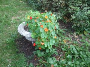 Uncle Eddy has some beautiful flowers in his garden.