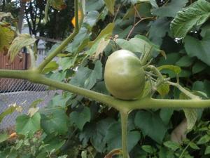 I call this the 'lazy' tomato as it is resting on its own branch!
