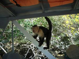 Here, a troop of monkeys came on board looking for handouts.  The boat operators always have a supply of bananas to give to the monkeys.  They usually cut them up into small pieces, but occassionally, a monkey sneaks back to where the bananas are kept and makes off with a whole banana!