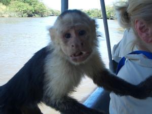 The monkeys are used to the tourists on the boats.  They will crawl all over you in search of the bananas.