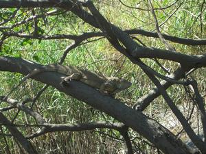 Other animals we saw were iguanas, resting in the sun.