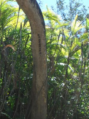 I don't know what type of insect this is, but I thought it was interesting they were all in a line on the tree.  They appeared to be sleeping as they were not moving.