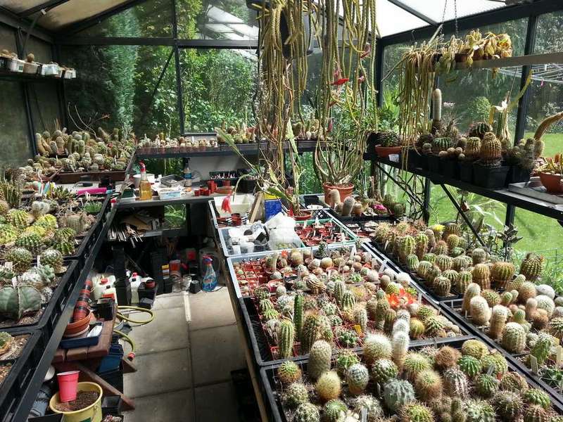Roelof's cactus green house in The Netherlands.