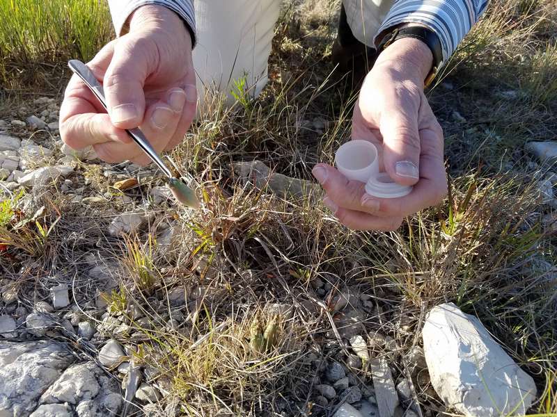 Most seed pods are so small, the use of tweezers in needed to extract them from the plant.