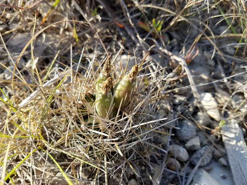 The seed pods are what we were looking for.
