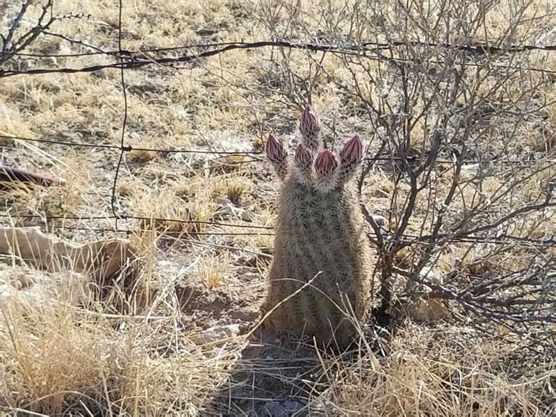 Roelof wanted the seeds from this cactus.  Unfortunately, when we arrived, it had not yet flowered, so there were no seeds available.