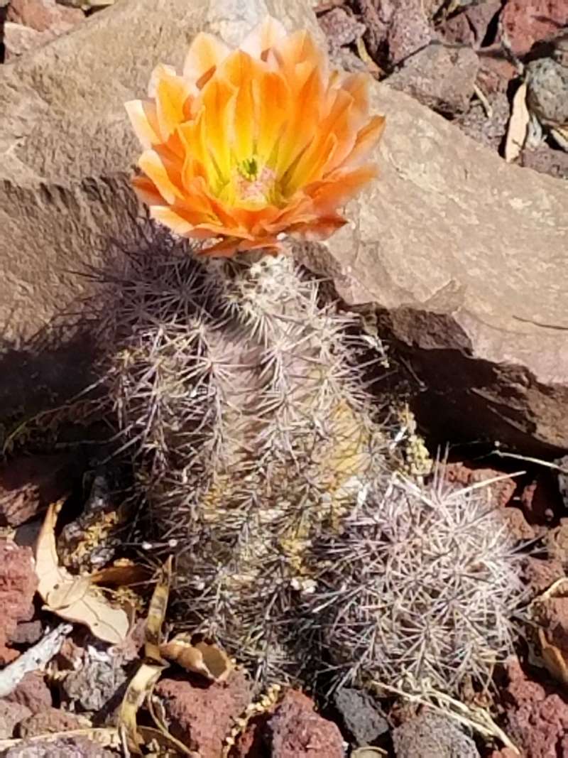 Many of the cacti had beautiful flowers.