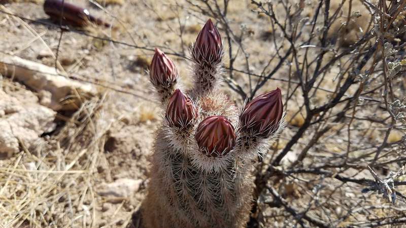 A week later, we came back to this cacti, hoping it would have flowered, but as you can see, we were disappointed again.