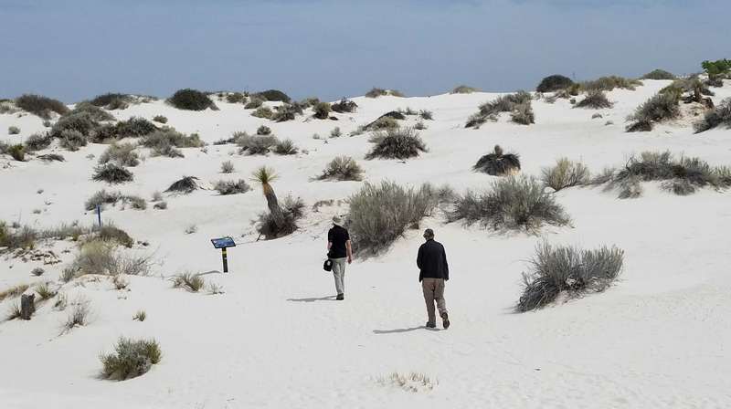 There is not much here, but they do have a numerous cactus plants.