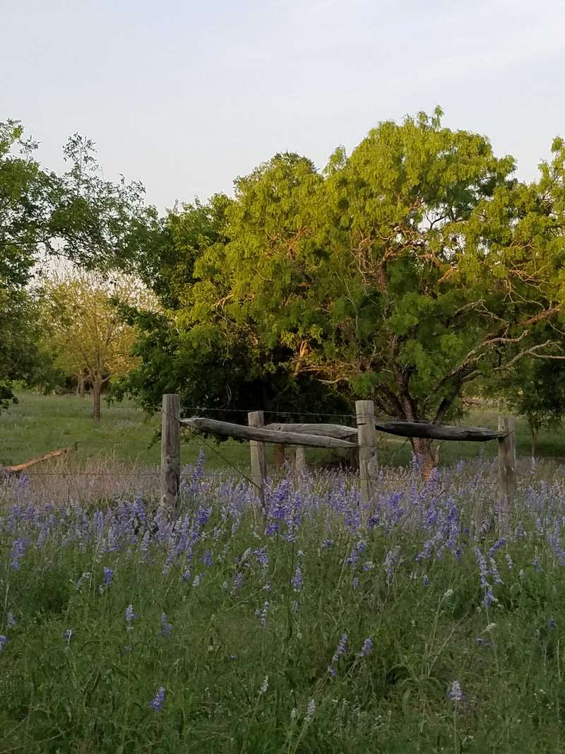 The rally is held during the height of the Texas bluebonnent's blooming