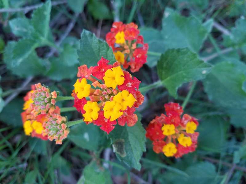 As well as some other beautiful flowers.