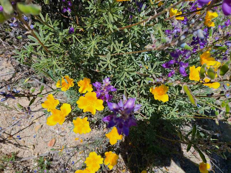 Charles' favorite flower is the California state flower, the California Poppy
