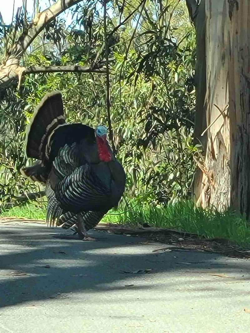 Turkeys at Lake Chabot campgrounds