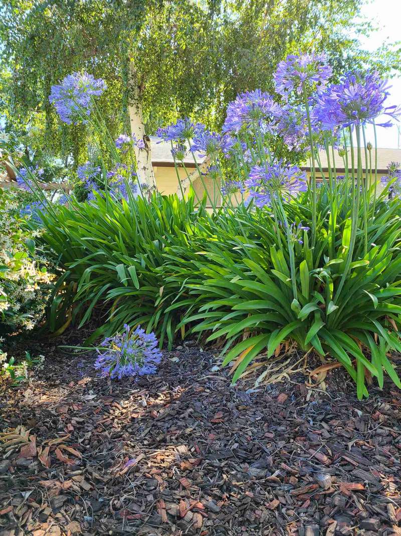 Agapanthus in front yard