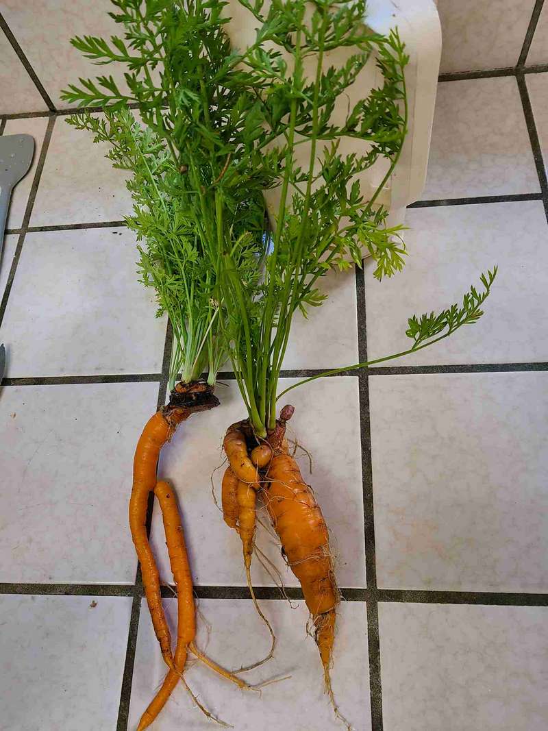 Whole carrots grown from carrot tops