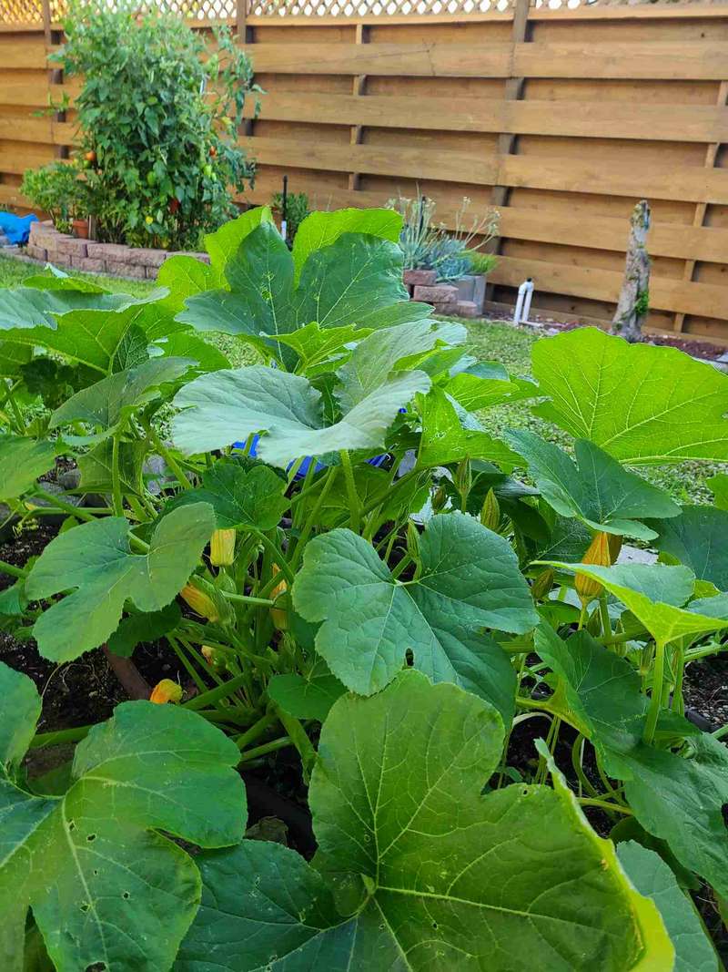 Spaghetti squash and Acorn squash