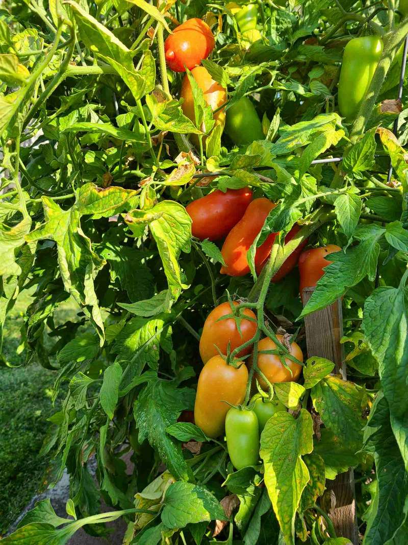 Freebie tomatoes grown from seeds in the garden