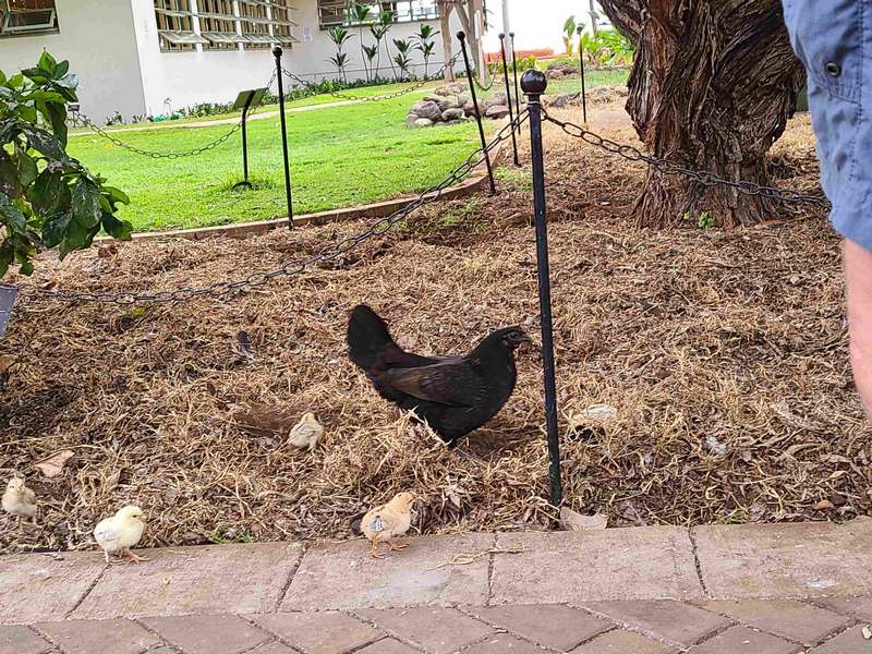 Mother hen with chicks.  It is surprising how many chickens there are on Maui!