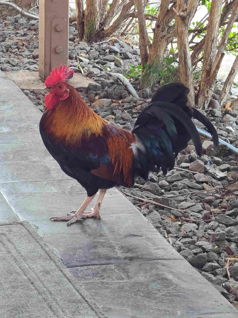 Rooster on the patio of the Alaska Seafood Company