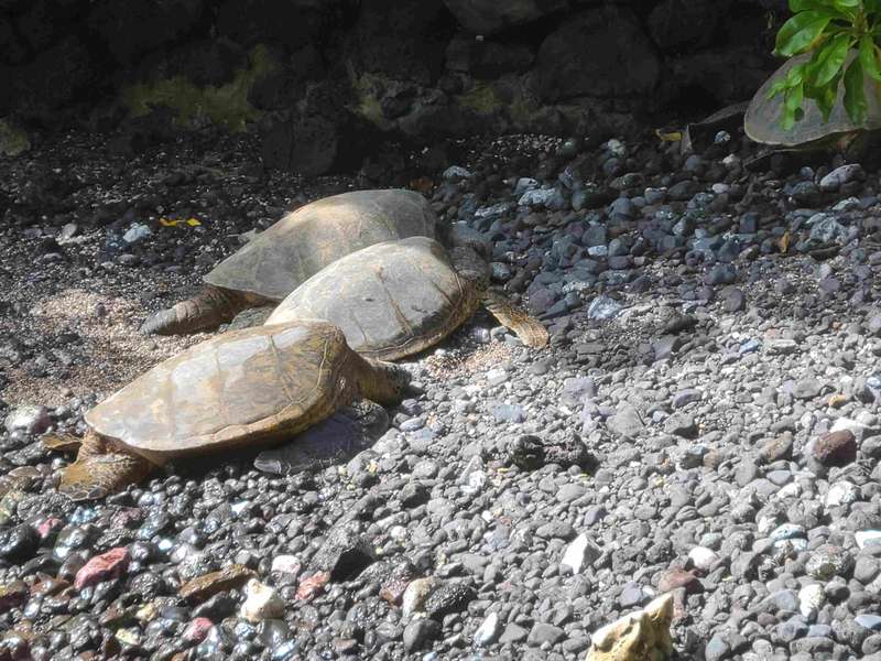A ranger came by to count the number of turtles on the beach.  He asked us how many there were. We thought maybe 30 or so, he said there were 56!  We were surprised as they were in plain sight, but they do blend in with the rocks and we were about 100 feet away from them.