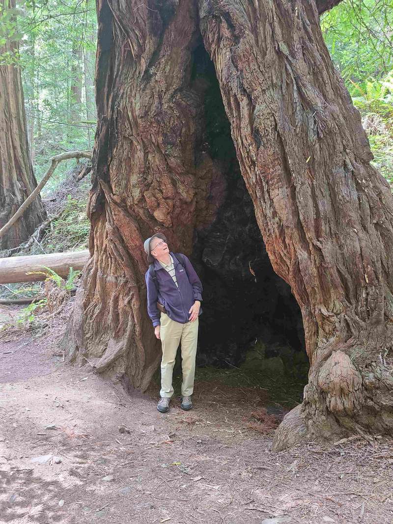 WoW!  That is a tall tree.