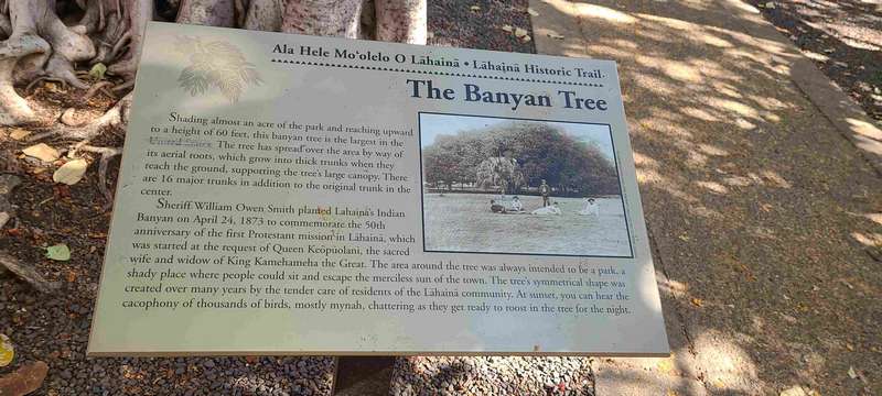 A visit to Lahaina before the fire.  This is a plaque for the infamous banyon tree.  The banyon tree appears to have survived being scorched by the fire as new leaves are appearing.  Whether or not the tree will survive long term is still in question.