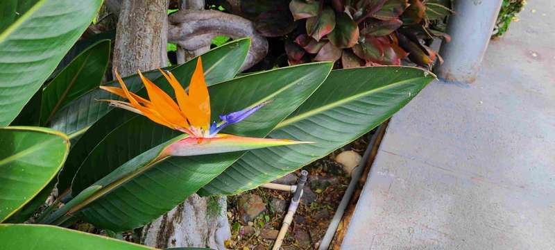 A beautiful bird of paradise plant.  Probably on the grounds of our condo.