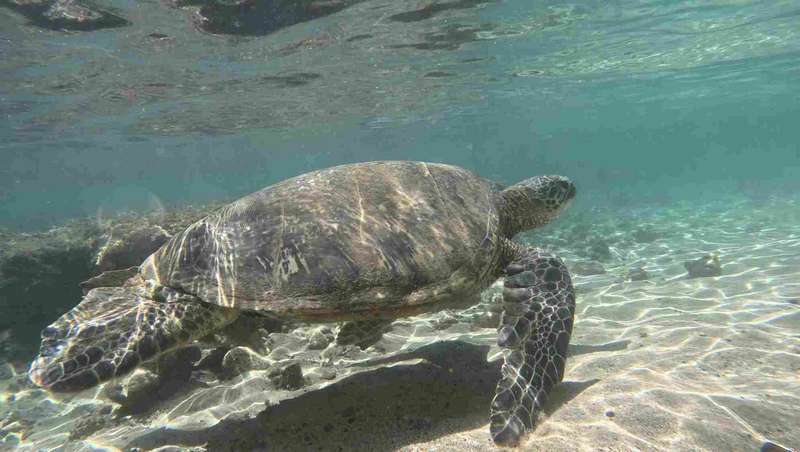 Swimming with sea turtles