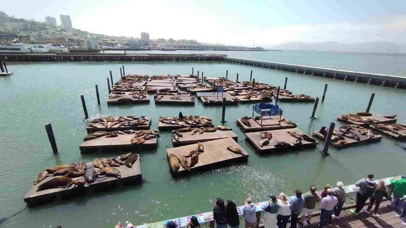 The sea lions at the end of Pier 39.  When they first arrived, they were a nuisance to the boaters that moored their boats there.  Then management decided to turn them into a tourist attraction by setting up seating areas on the pier and replacing the docks with platforms for the sea lions to lounge on.  It was a success!