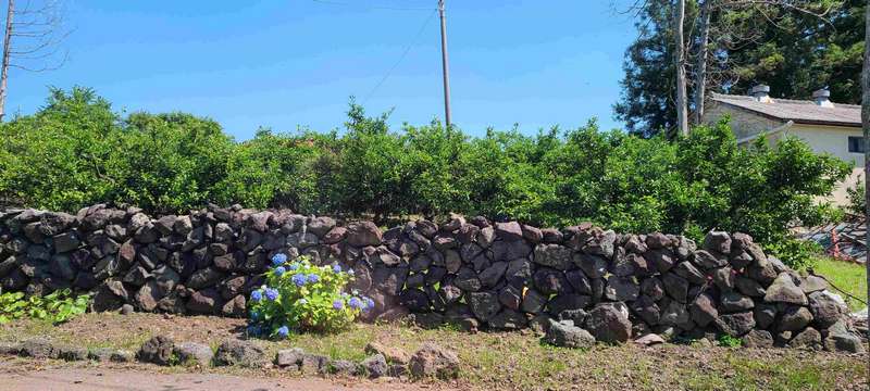 Due to all of the past volcanoe activity, there are many lava rocks that need to be cleared from the land.  Frequently, these lava rocks are used to make walls.