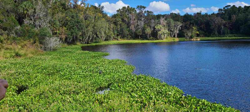 Can you find the egret and the alligator in this picture?  You may have to click on the picture to get a larger view.