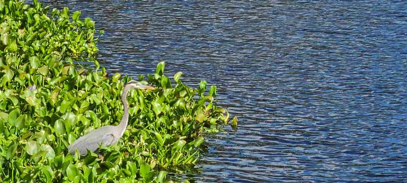 Here is the egret.  The alligator is just off shore.  He was trying to sneak up on the egret, but couldn't get close enough due to the vegetation.