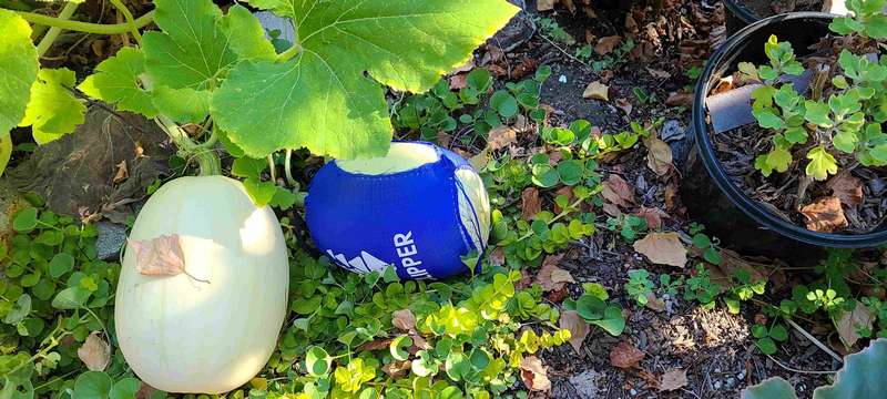 Opps!  The blue bag was supposed to protect the squash from hungry animals, but the squash grew too big!!!