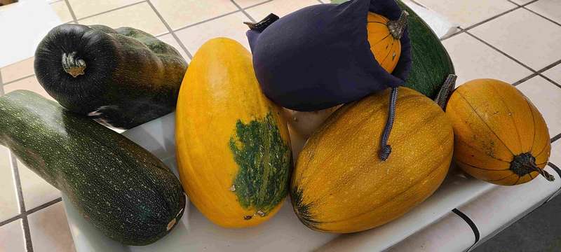 What a harvest!  Opps, another squash is trapped in a bag!