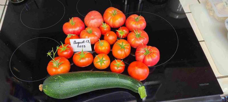 One day's harvest.  There were also some strawberries, but they didn't last long enough to have their picture taken!