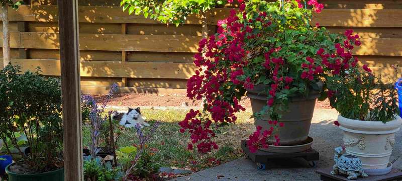 One of "our" cats admiring the bougainvillea.