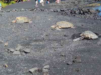 A scenic roadside stop revealed Hawaiian green sea turtles (honu) basking lazily on the warm sand.