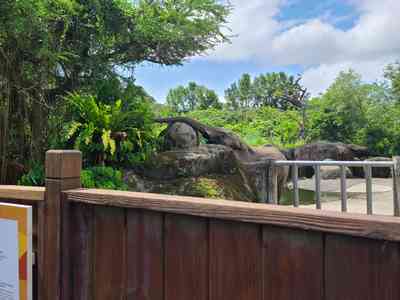 Like most animals, this elephant thinks the trees are greener on the other side of the fence!