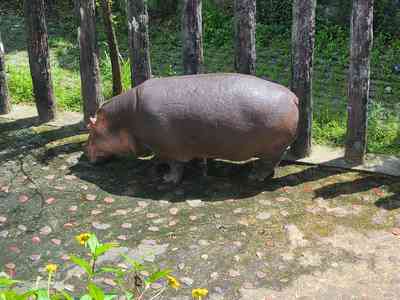 There were a few hippopotami.