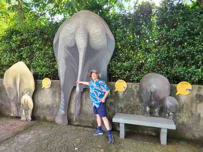 I'm not sure I would want to be this close to the back-end of an elephant!