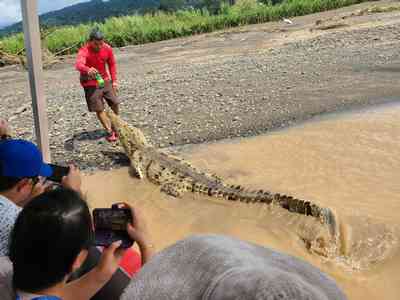 Our helmsman playing with a familiar crocodile on the shore!