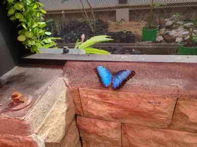 Beautiful specimens inside the butterfly sanctuary.