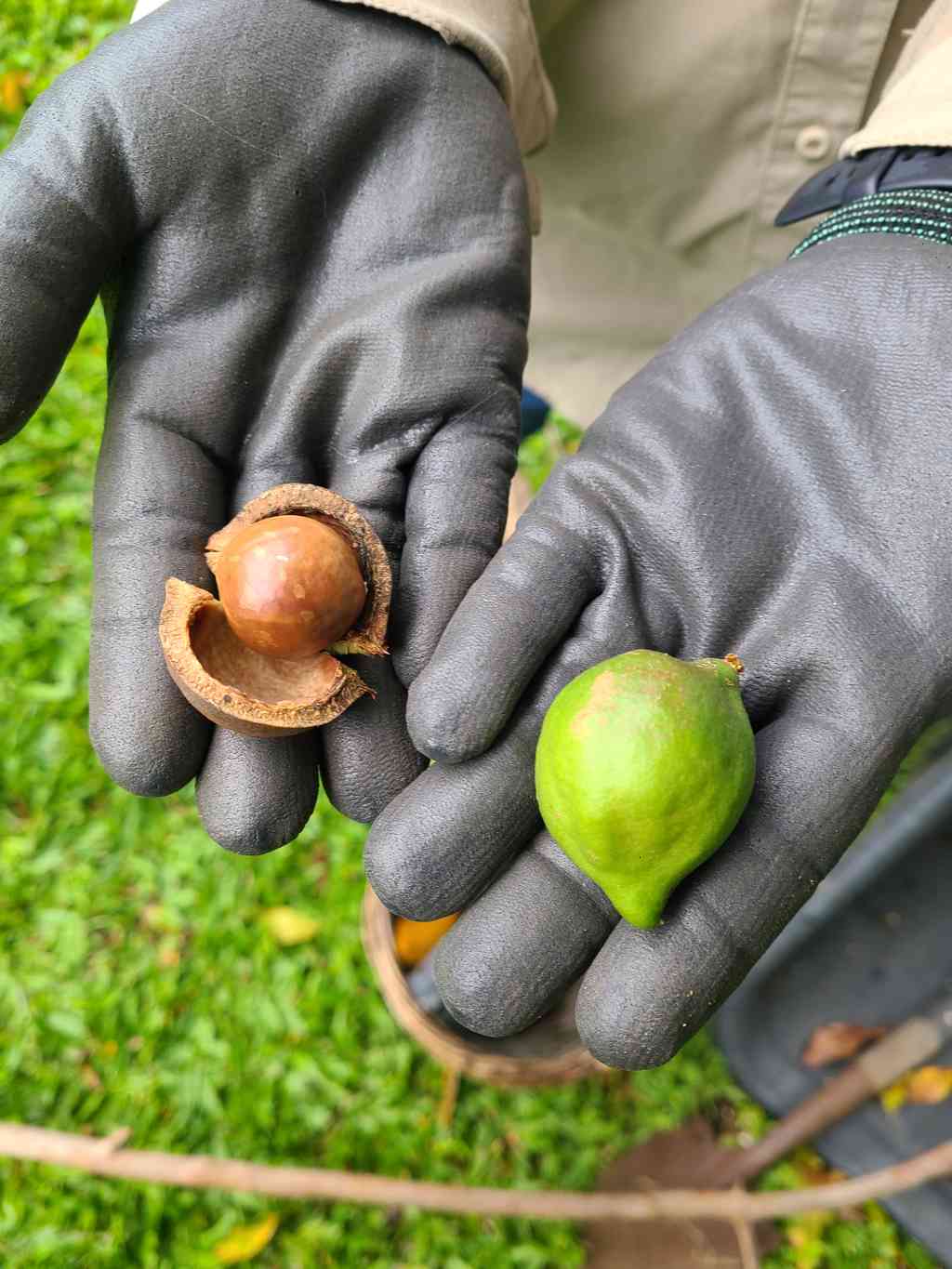 Macadamia nuts
