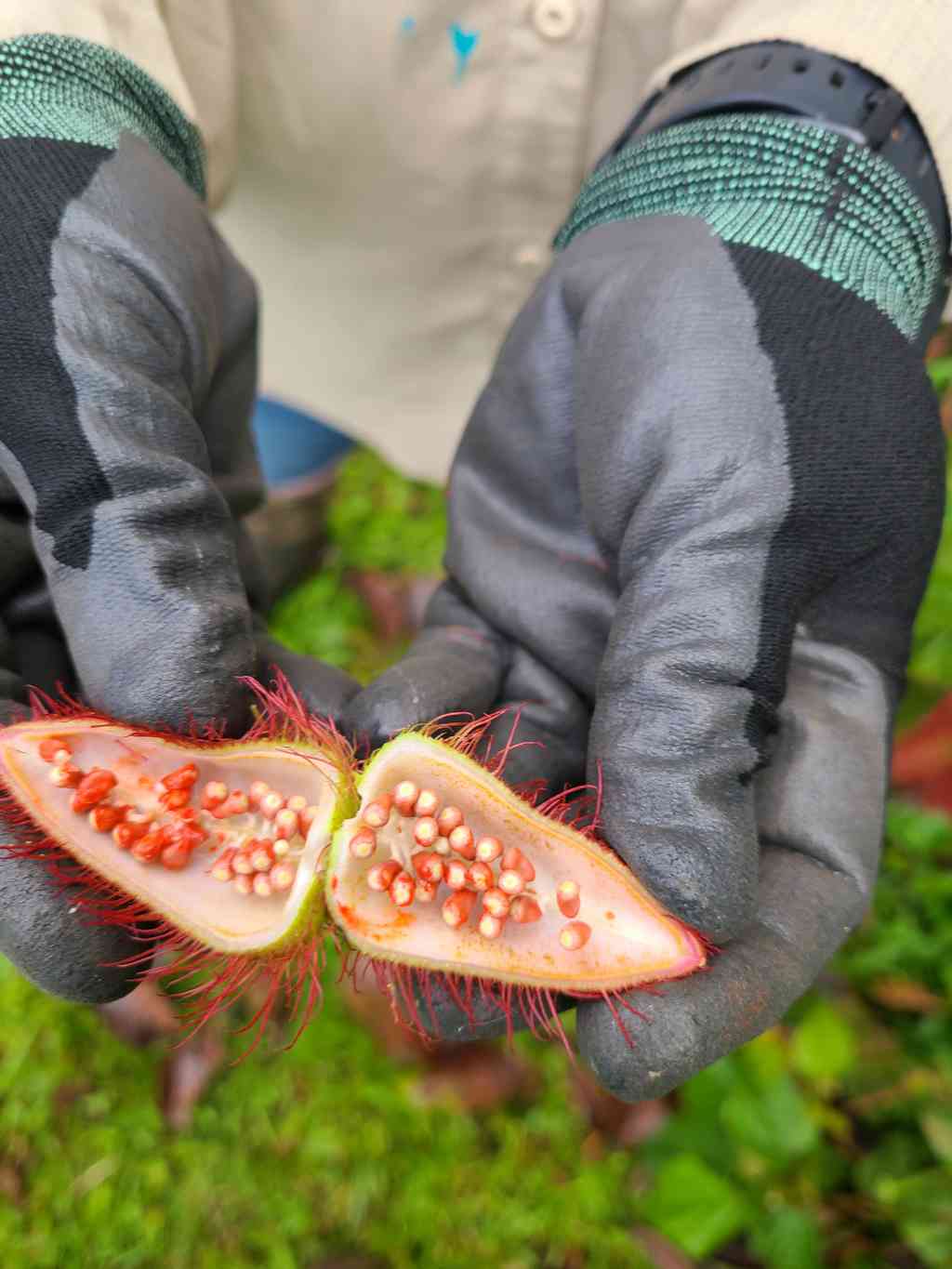 Achiote, also known as the lipstick plant due to its brilliant red fruit color.
