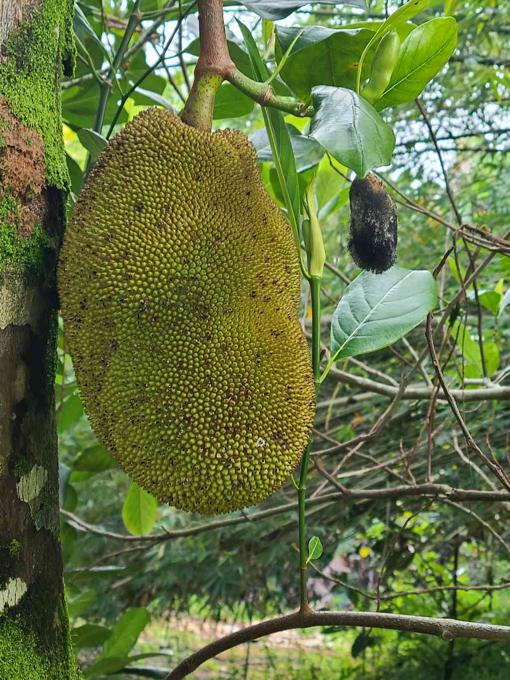 Jackfruit