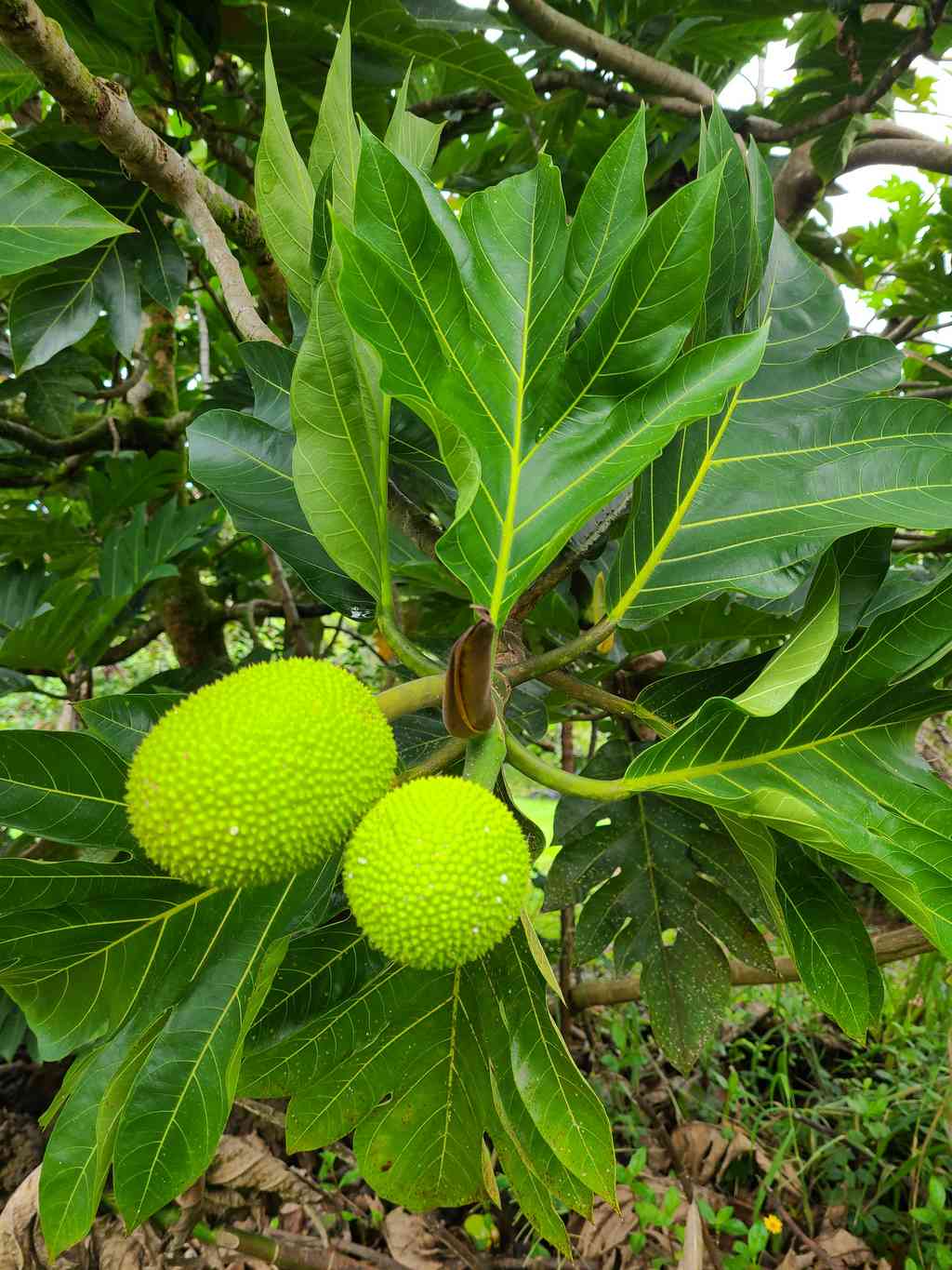 Breadfruit