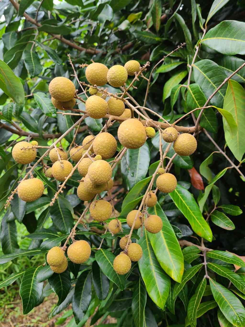 Longan
