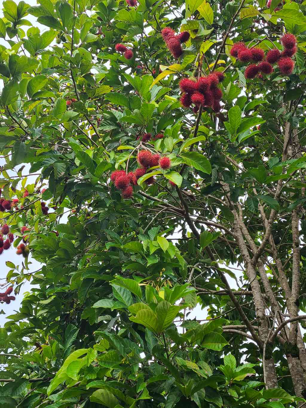Rambutan