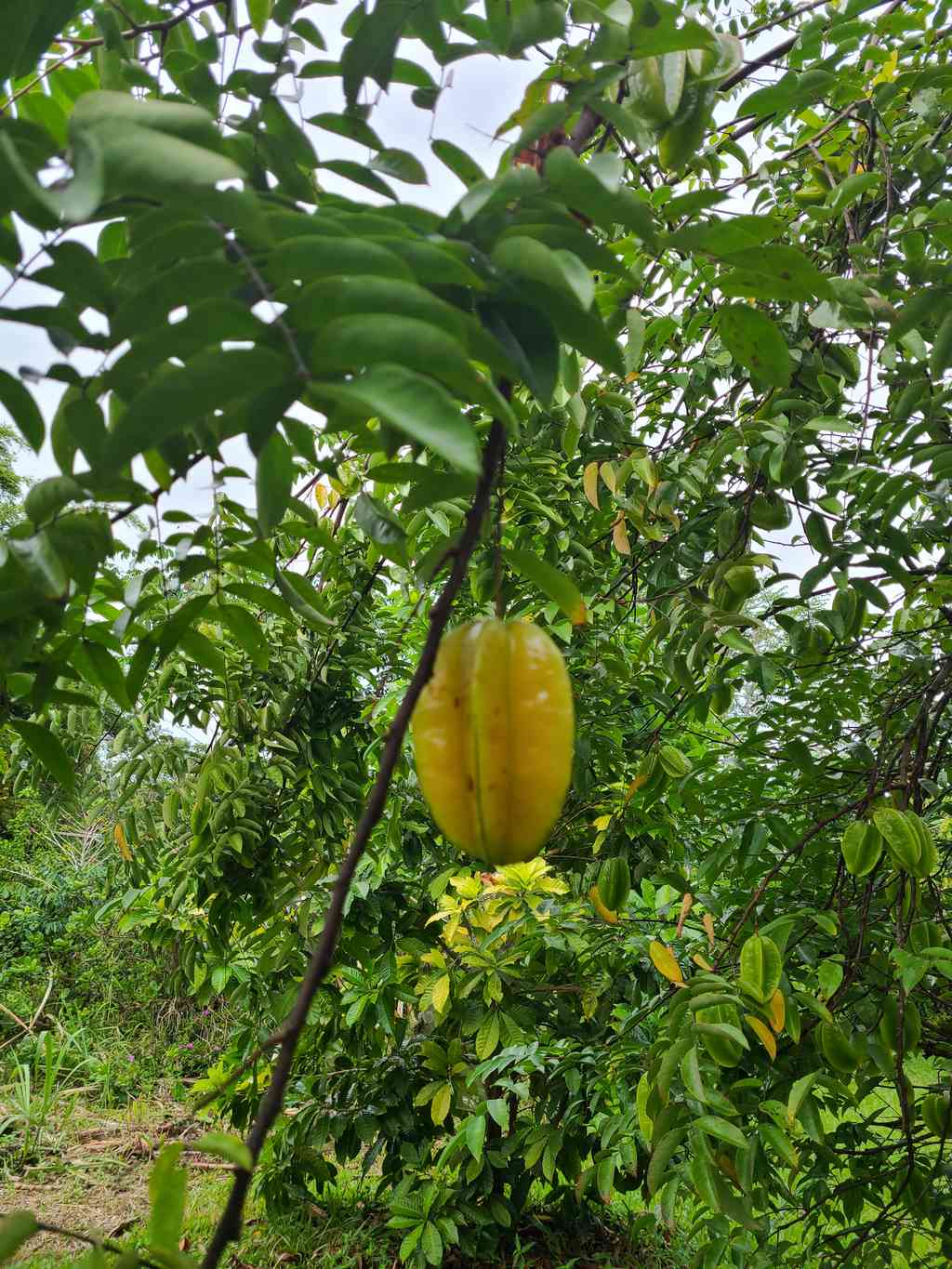 Starfruit