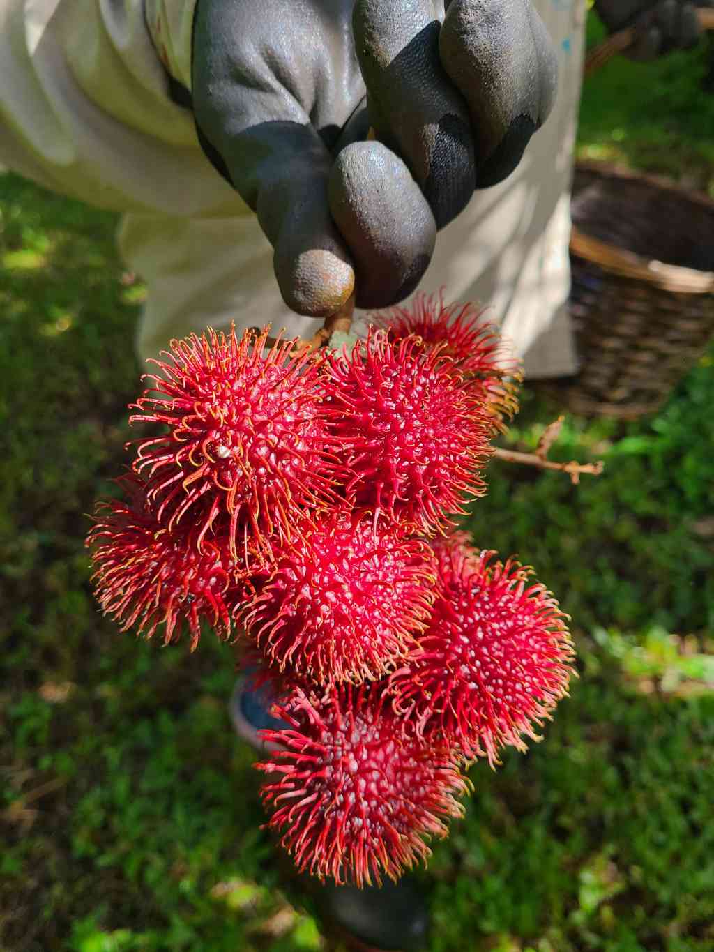 Rambutan